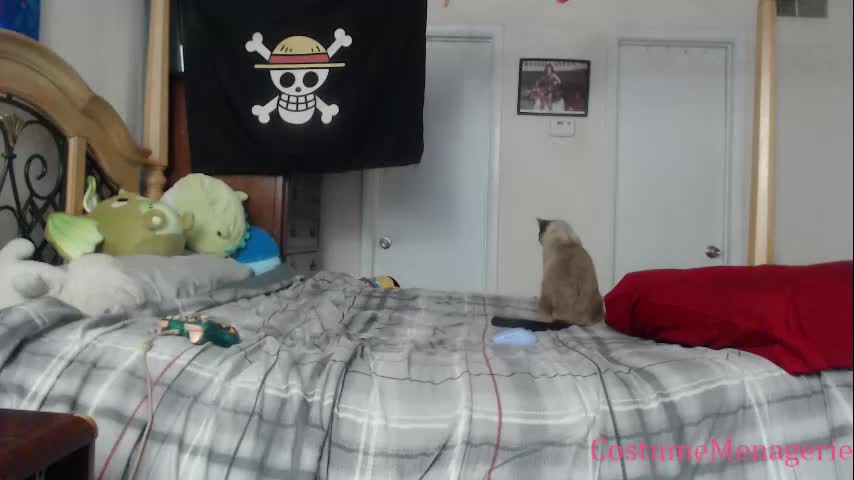 Costumemenagerie Cam Show Recorded 2025-04-20