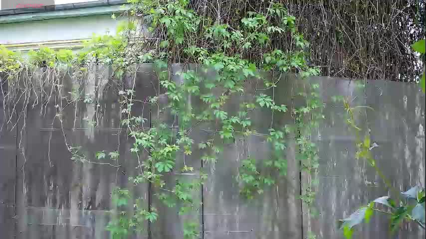 Babesgowild Cam Show Recorded 2025-04-26